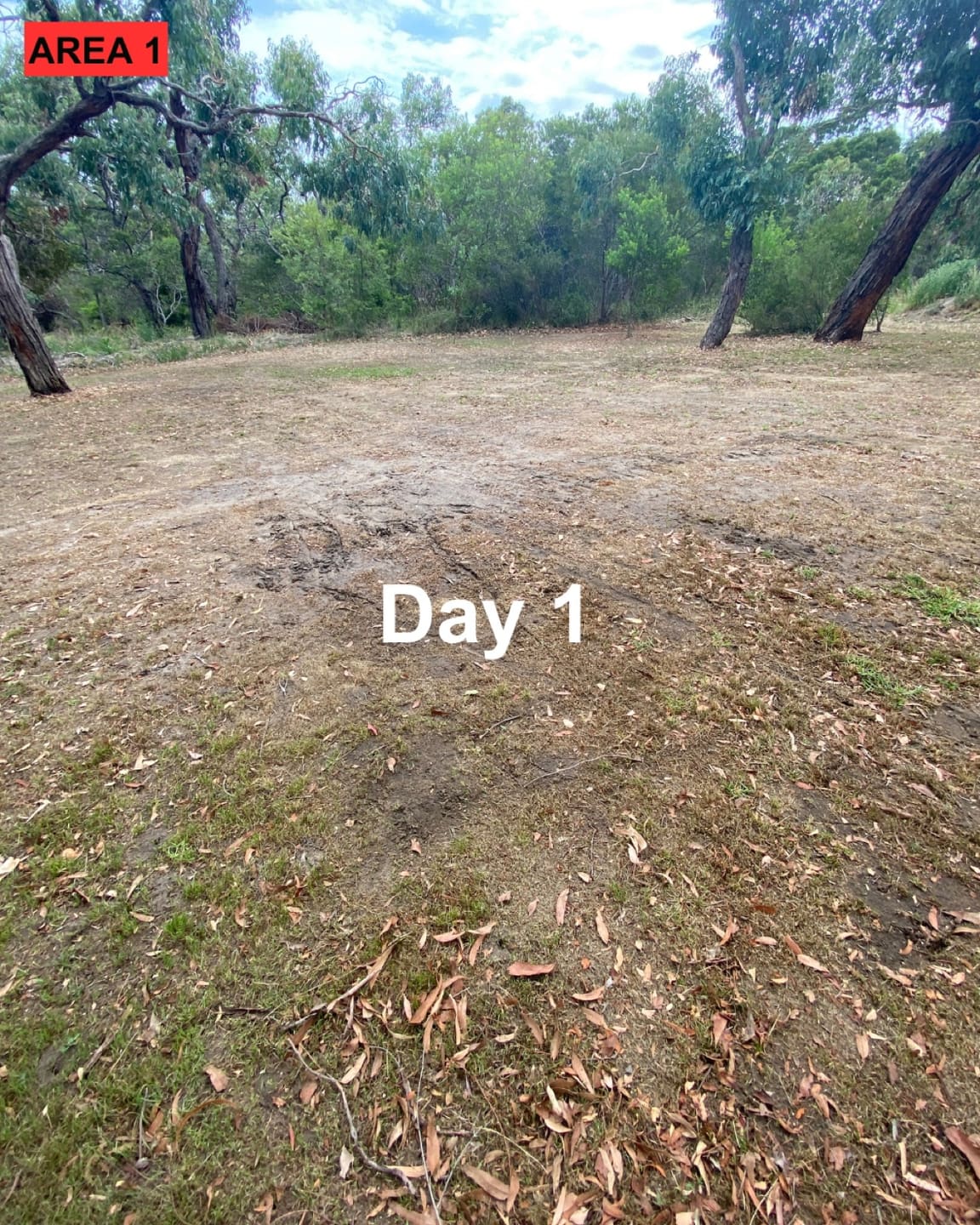 Liquid Biochar growth progress: Day 1.