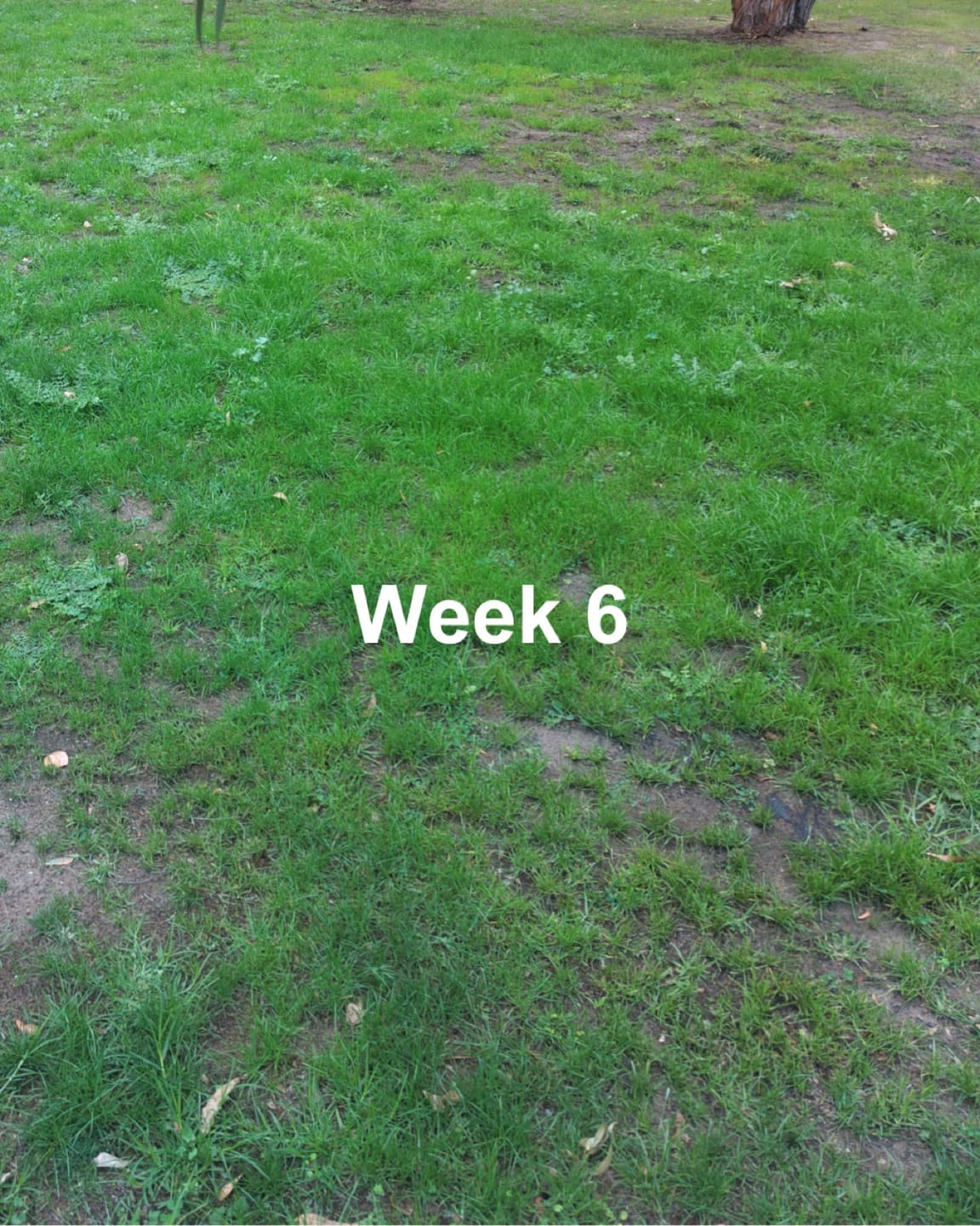 Liquid Biochar growth progress: Week 6.