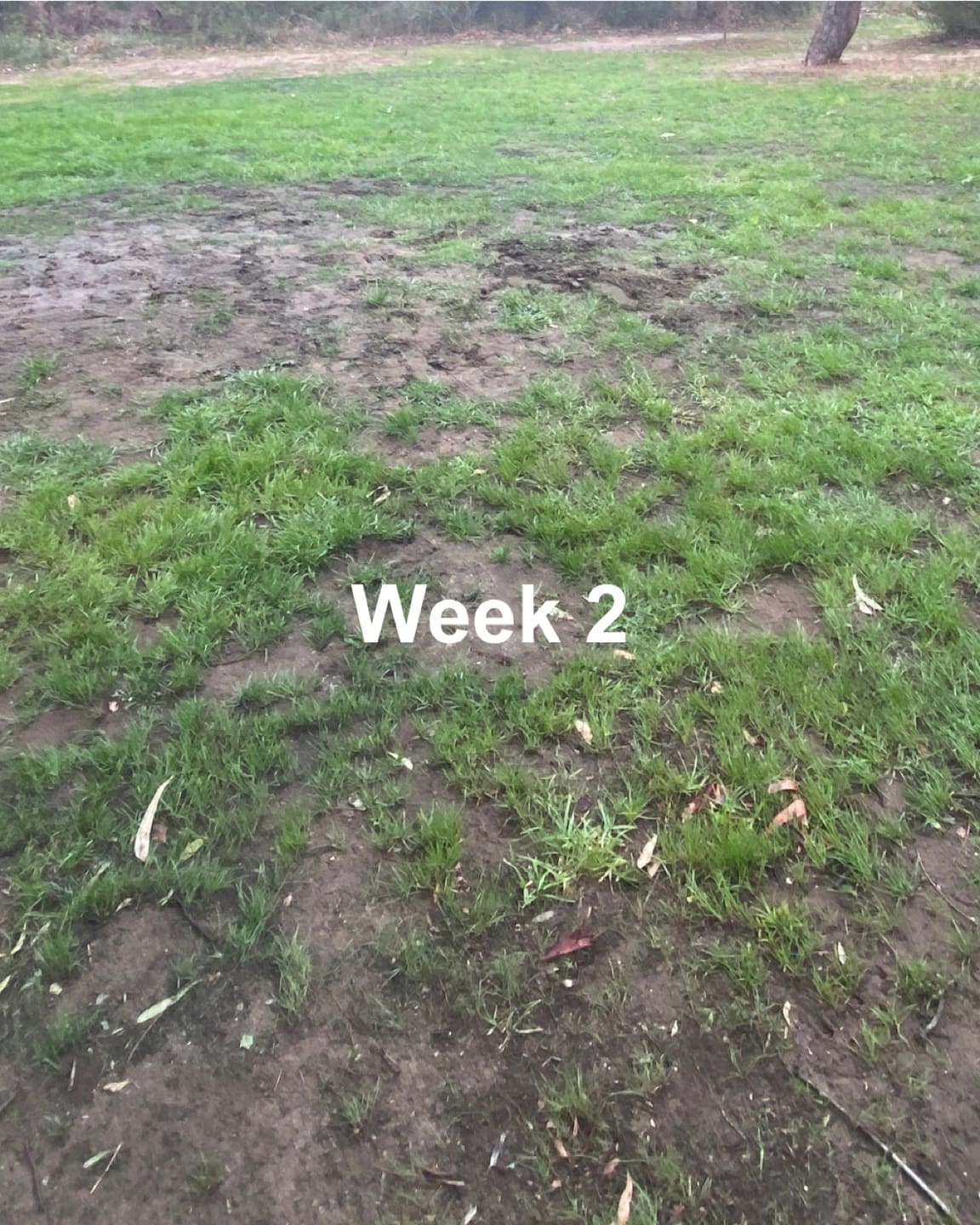 Liquid Biochar growth progress: Week 2.