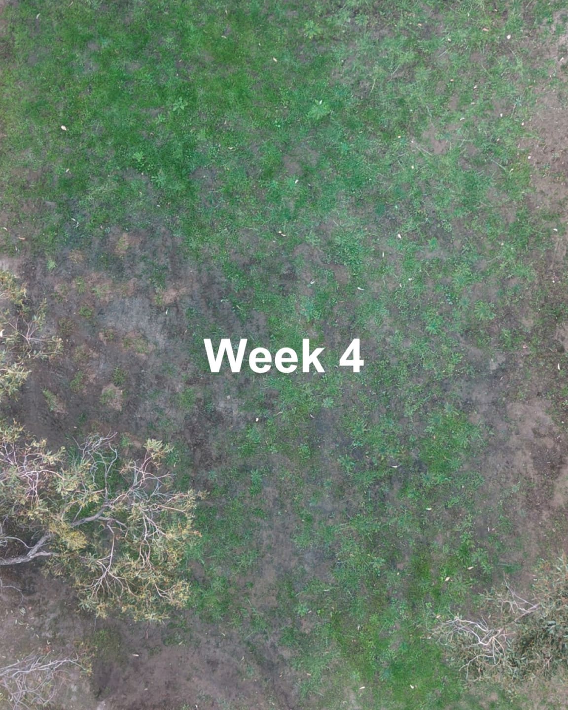 Liquid Biochar growth progress: Week 4.